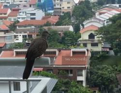 Kovan Melody (D19), Condominium #131982922
